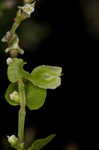 Climbing false buckwheat